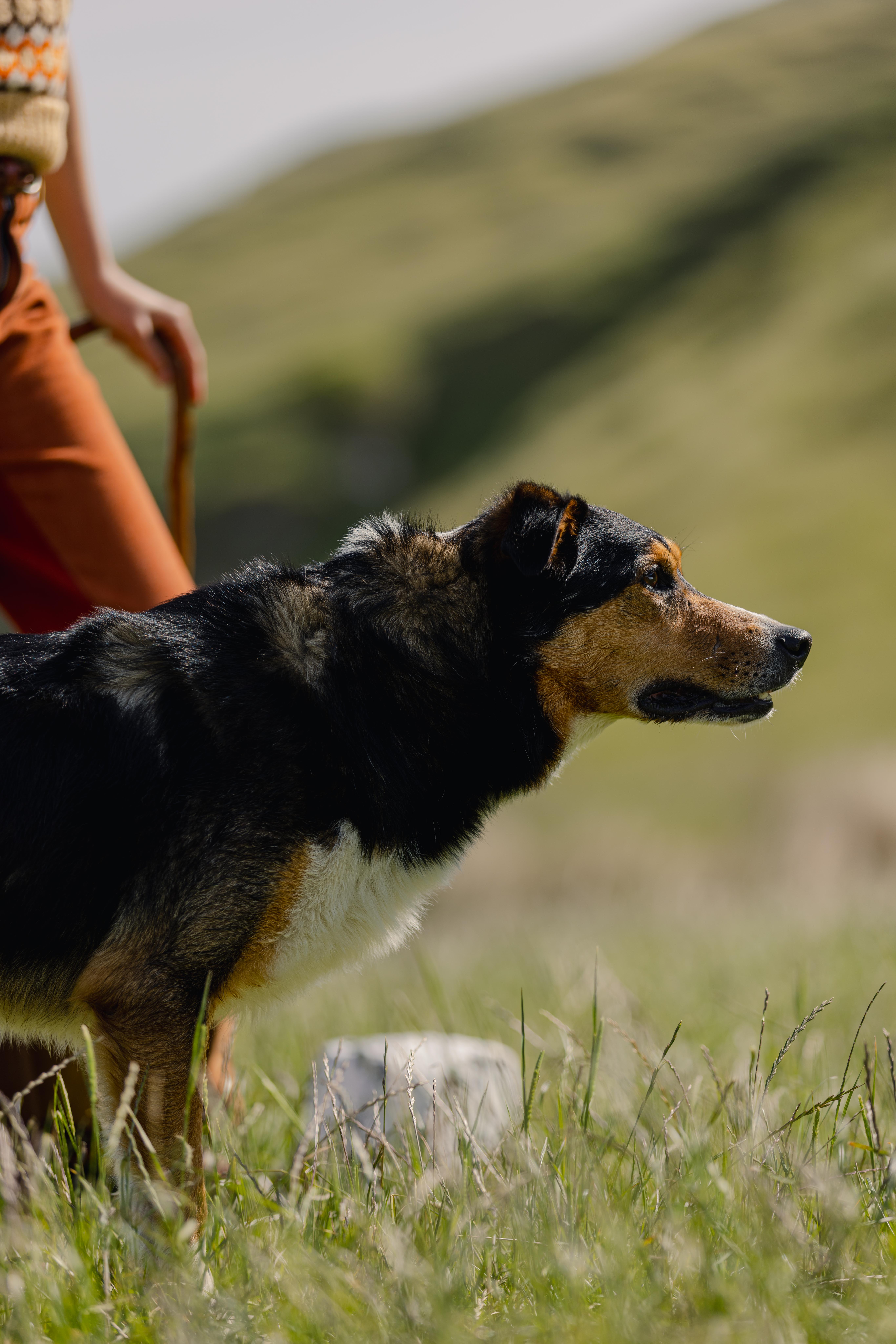 Sav, the black-and-white farm dog at the heart of The Dog Show